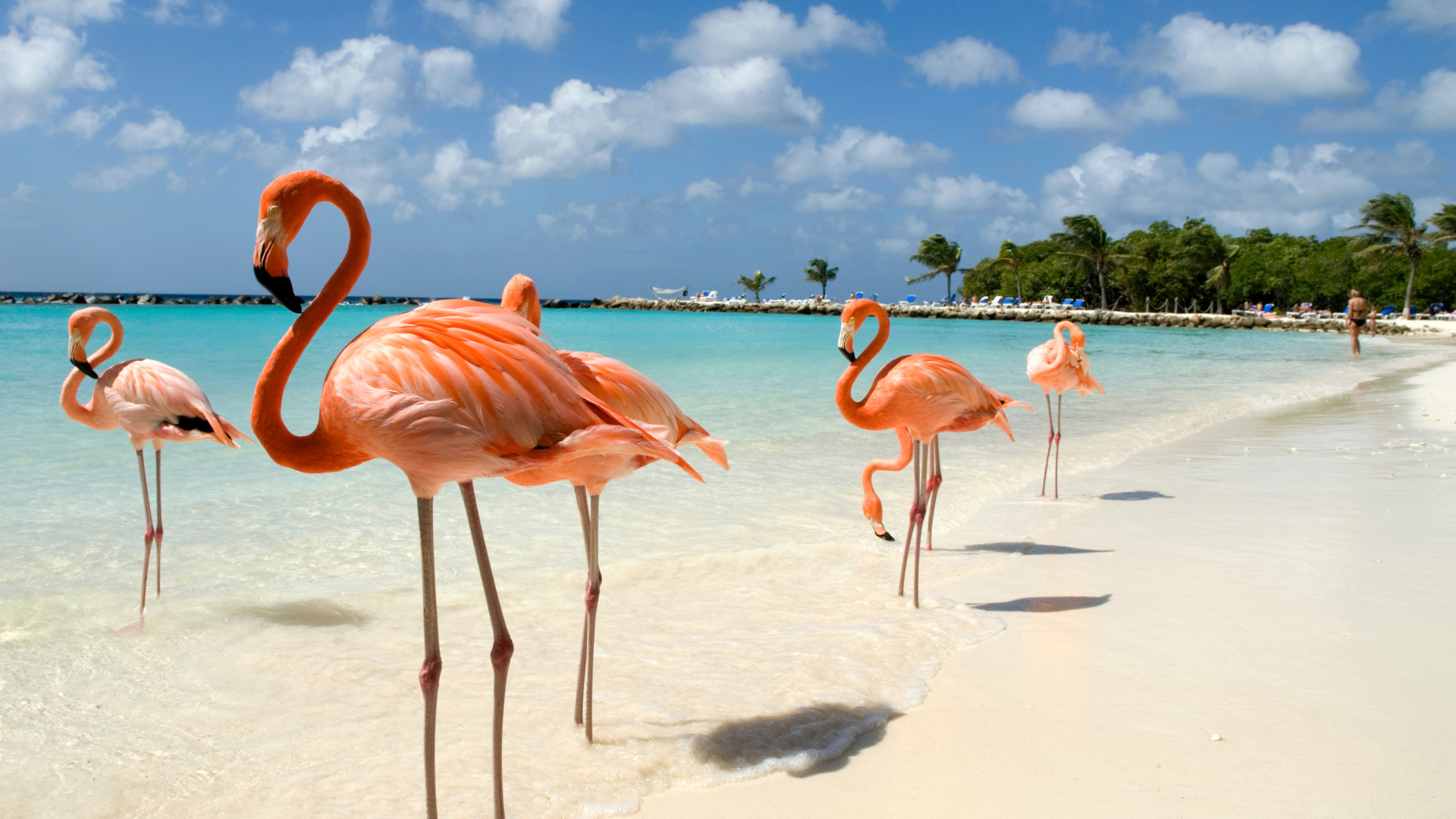 fenicotteri ad aruba