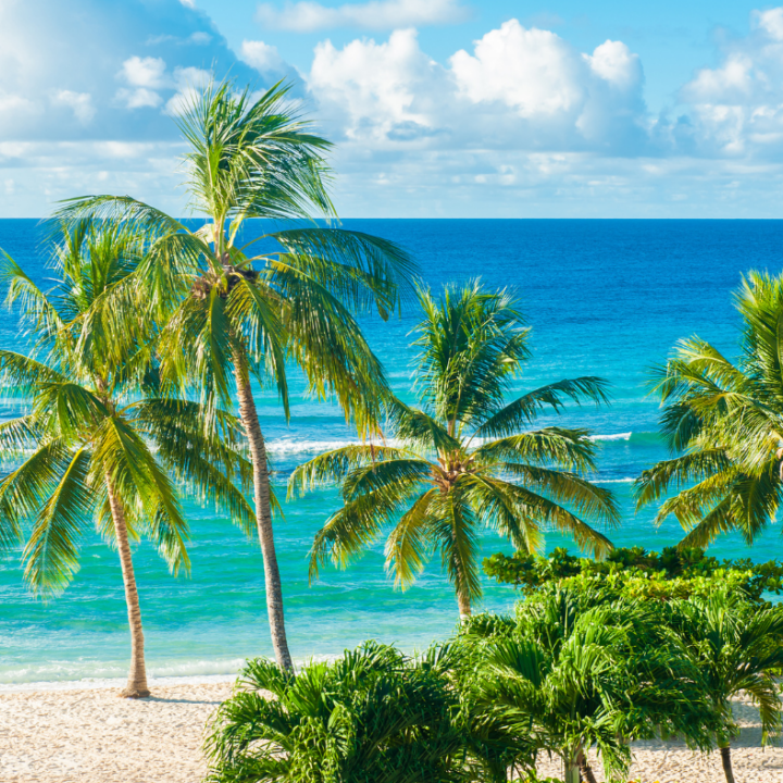Vinci Barbados
